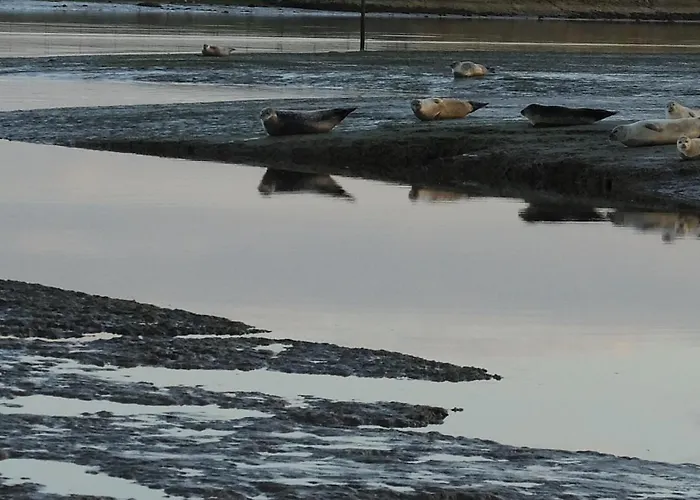 Indépendante Avec Vue Sur Et Marais Du Littoral, Salle De Bain Et Wc Privatifs , Kitchenette Et Terrasse Partagées *